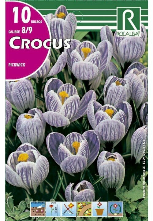 CROCUS PICKWICK -AZUL ESTRIADO DE BLANCO