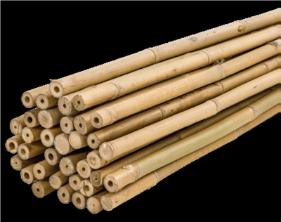 Tutor Bambú Tailandés 180 cm - 22/24 mm