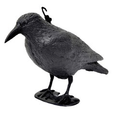 Cuervo Disuasor Cuervo Disuasor