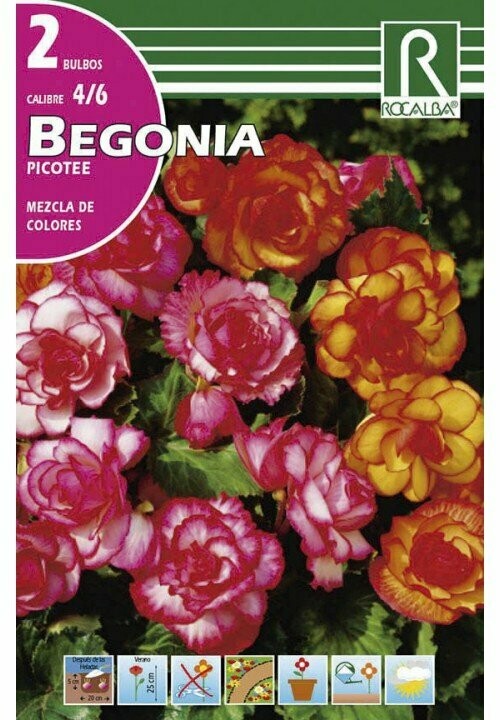 BULBOS BERGONIA PICOTTEE -MEZCLA DE COLORES BULBOS DE PRIMAVERA