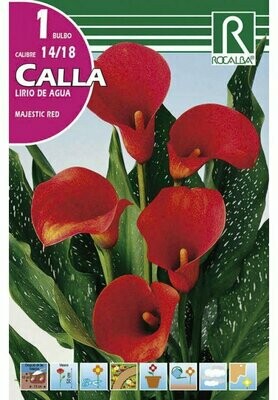 FLORES BULBOS CALLA MAJESTIC RED -ROJO