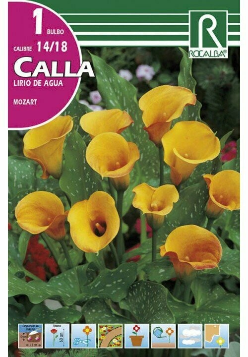 FLORES BULBOS CALLA MOZART -COLOR ALBARICOQUE