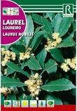 ARBOL LAUREL