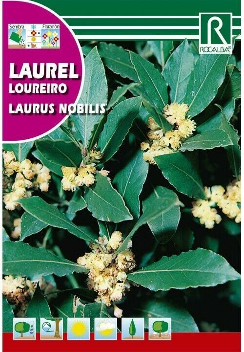 ARBOL LAUREL