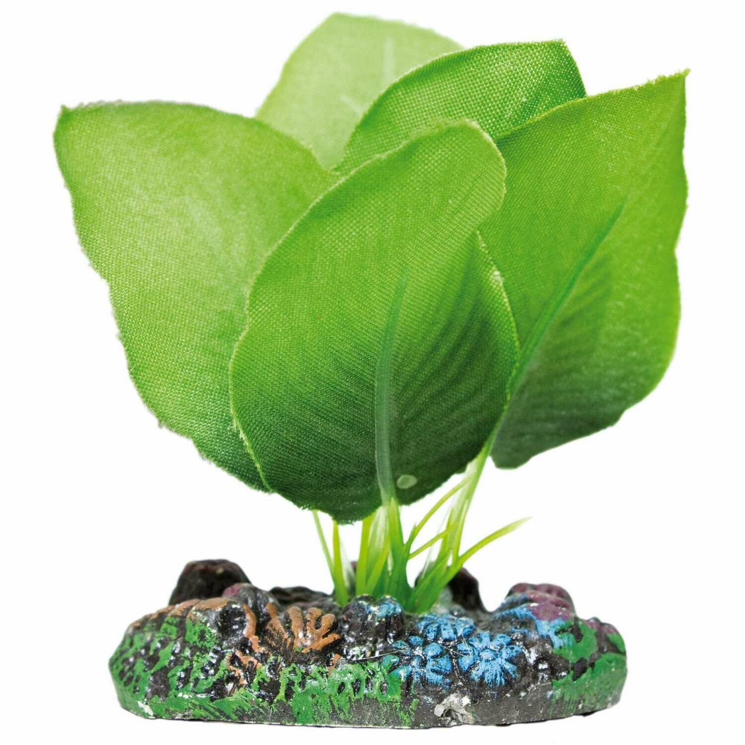 Anubias de AQUATIC PLANTS (SEDA)