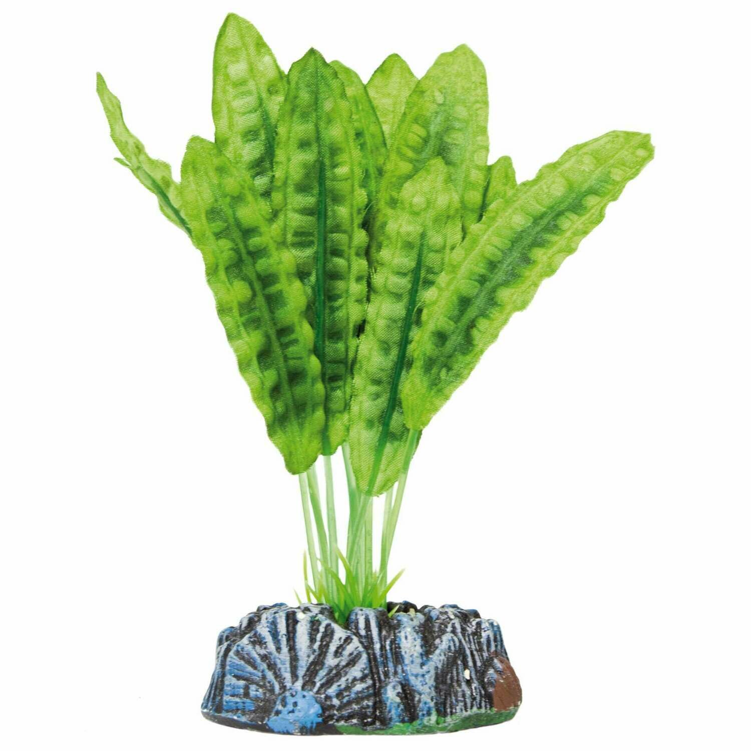 Aponogeton boivinianus de AQUATIC PLANTS (SEDA)