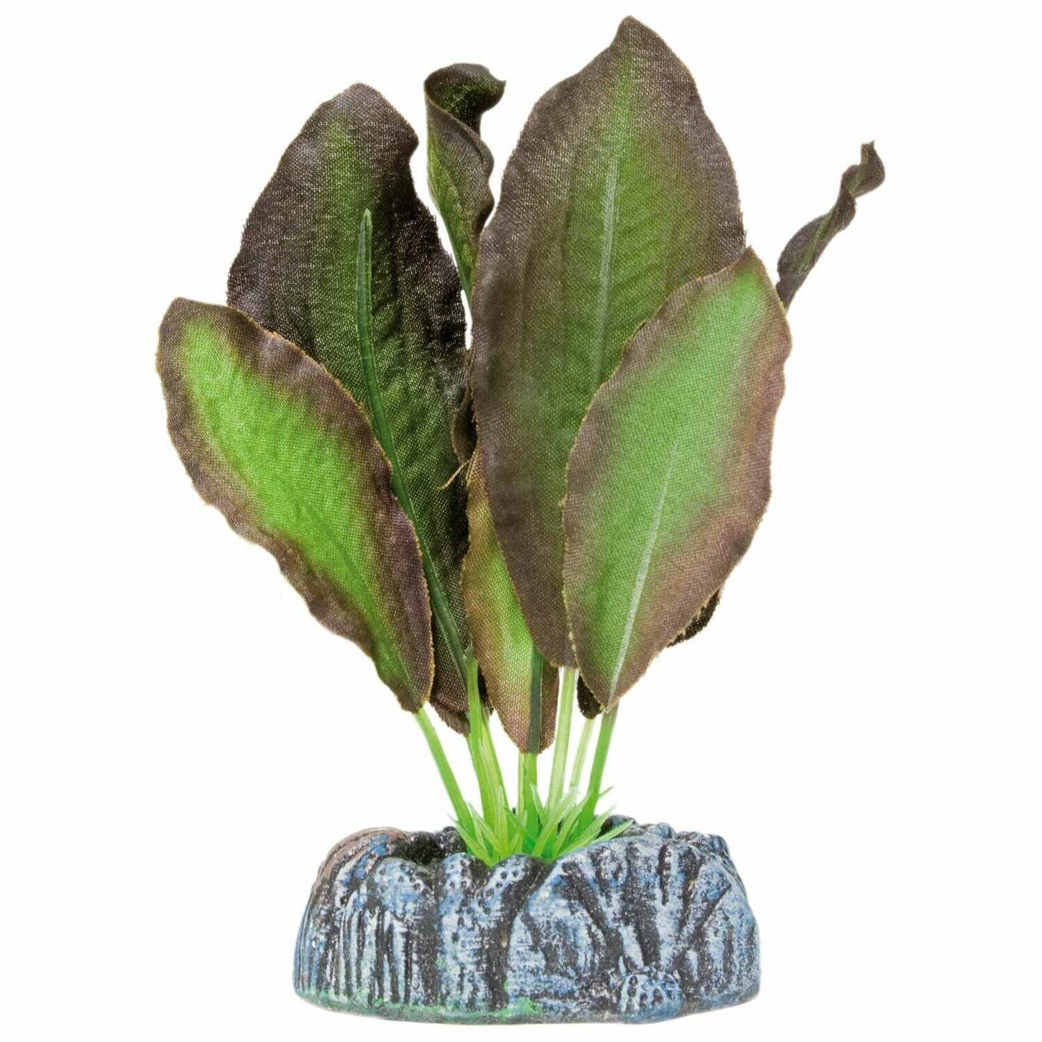 Echinodorus de AQUATIC PLANTS (SEDA)