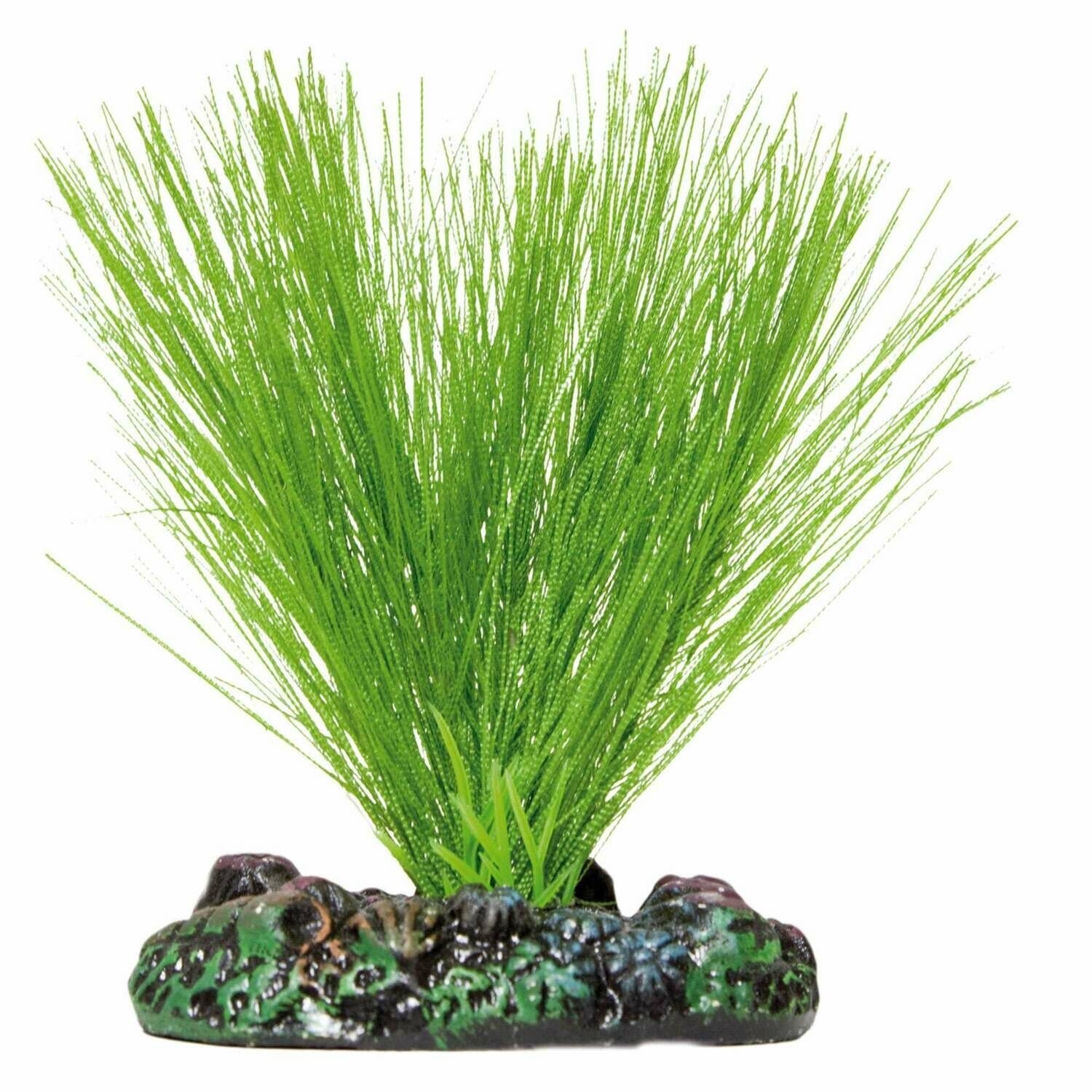 Myriophyllum de AQUATIC PLANTS (SEDA)