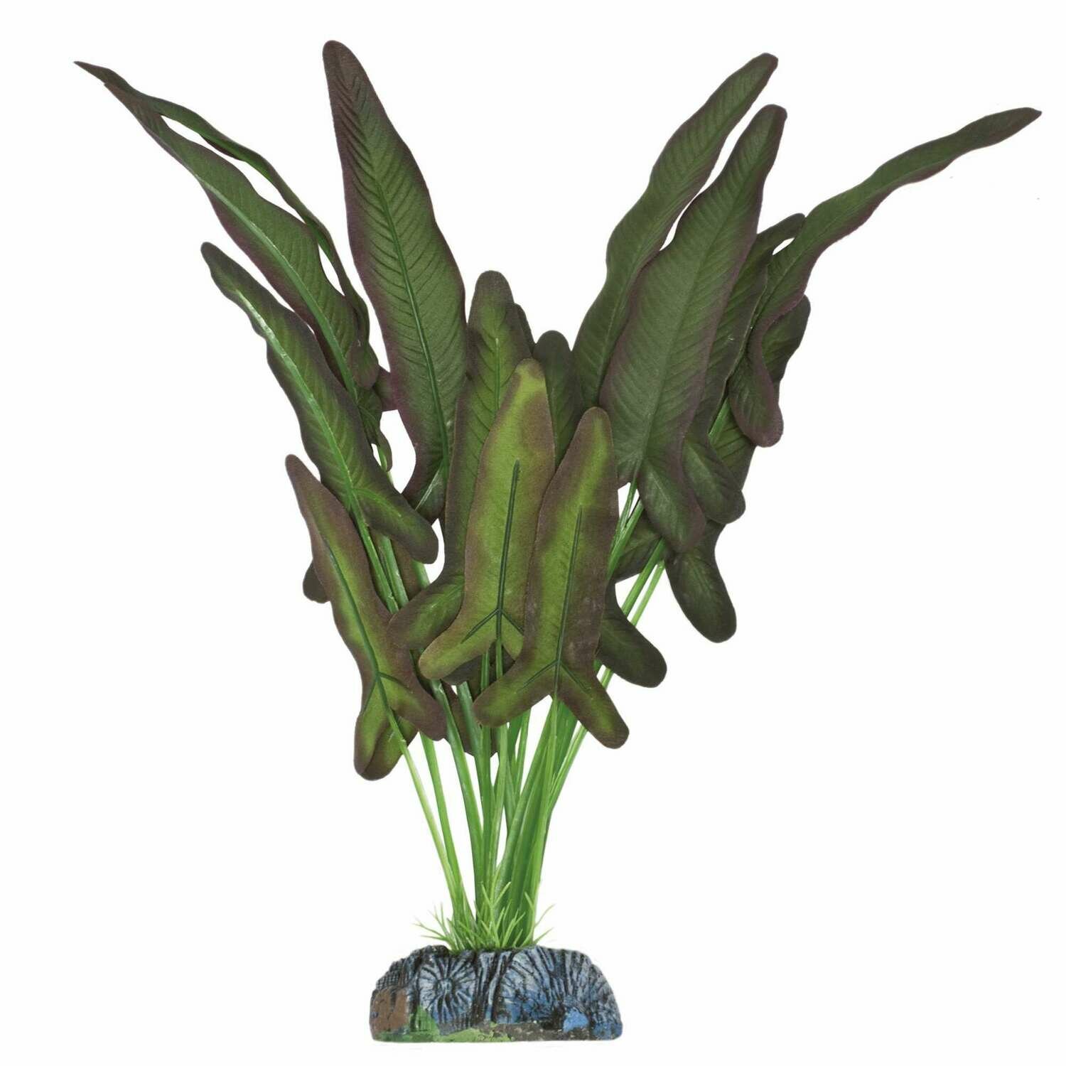Syngonium de AQUATIC PLANTS (SEDA)