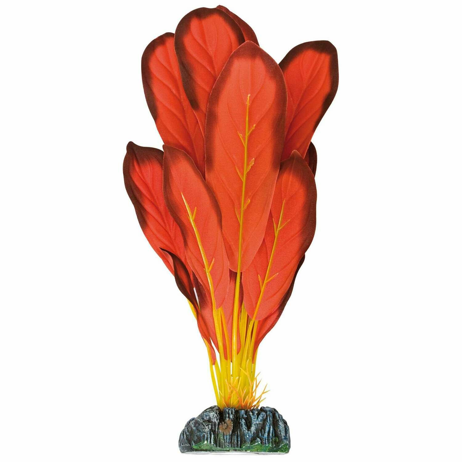 Echinodorus de AQUATIC PLANTS (SEDA)