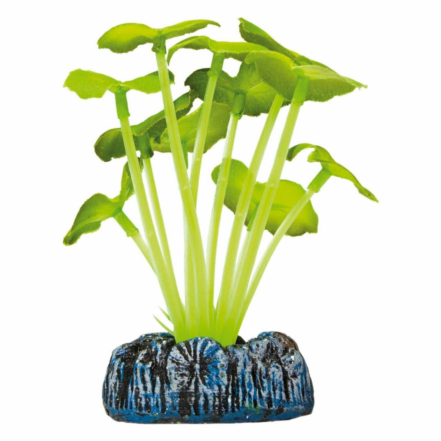 Hidrocotile de AQUATIC PLANTS (SEDA) Hidrocotile de AQUATIC PLANTS (SEDA)