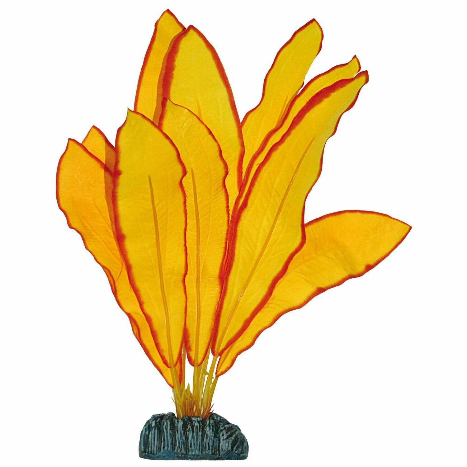Echinodorus de AQUATIC PLANTS (SEDA)