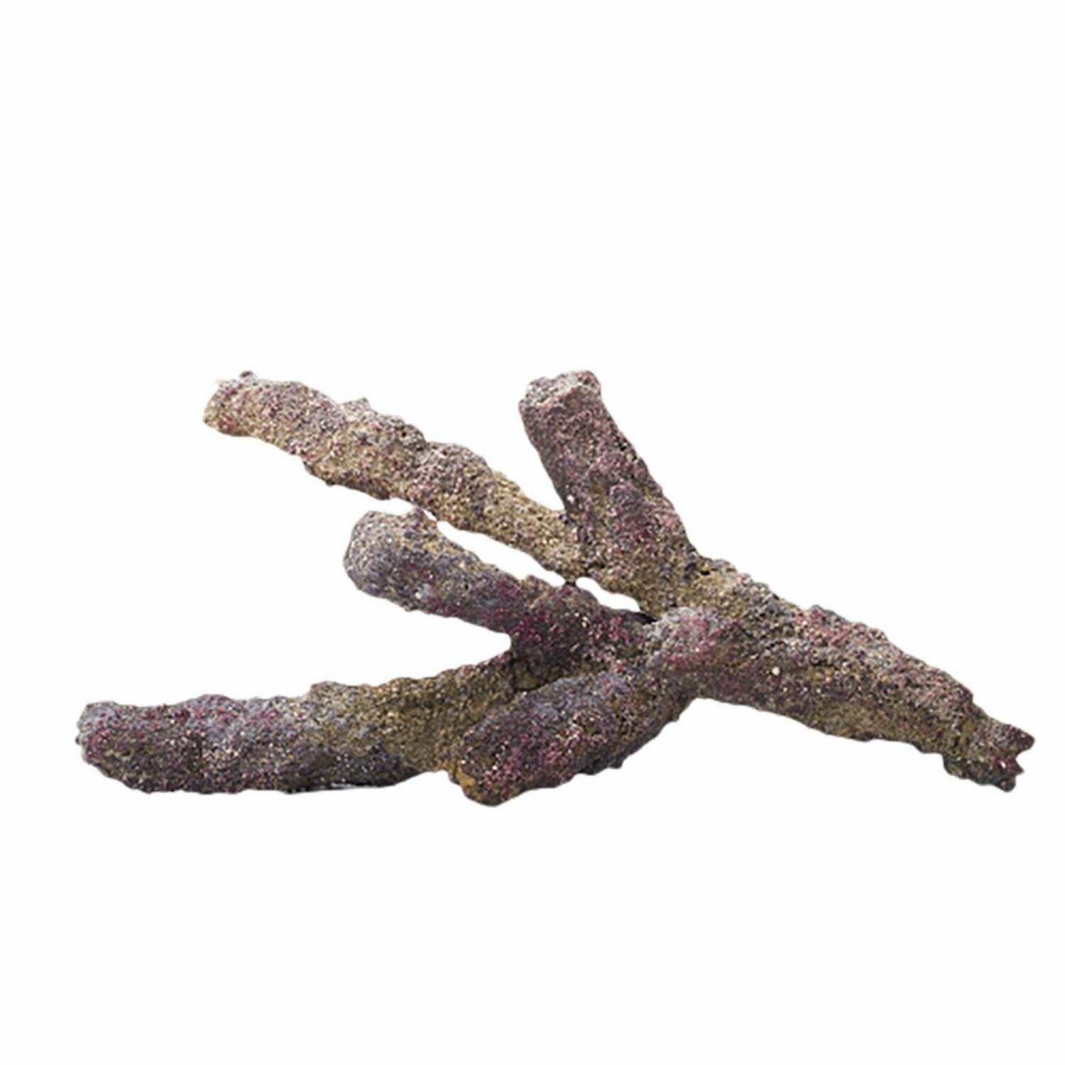 CaribeSea LifeRock: Belize Brench