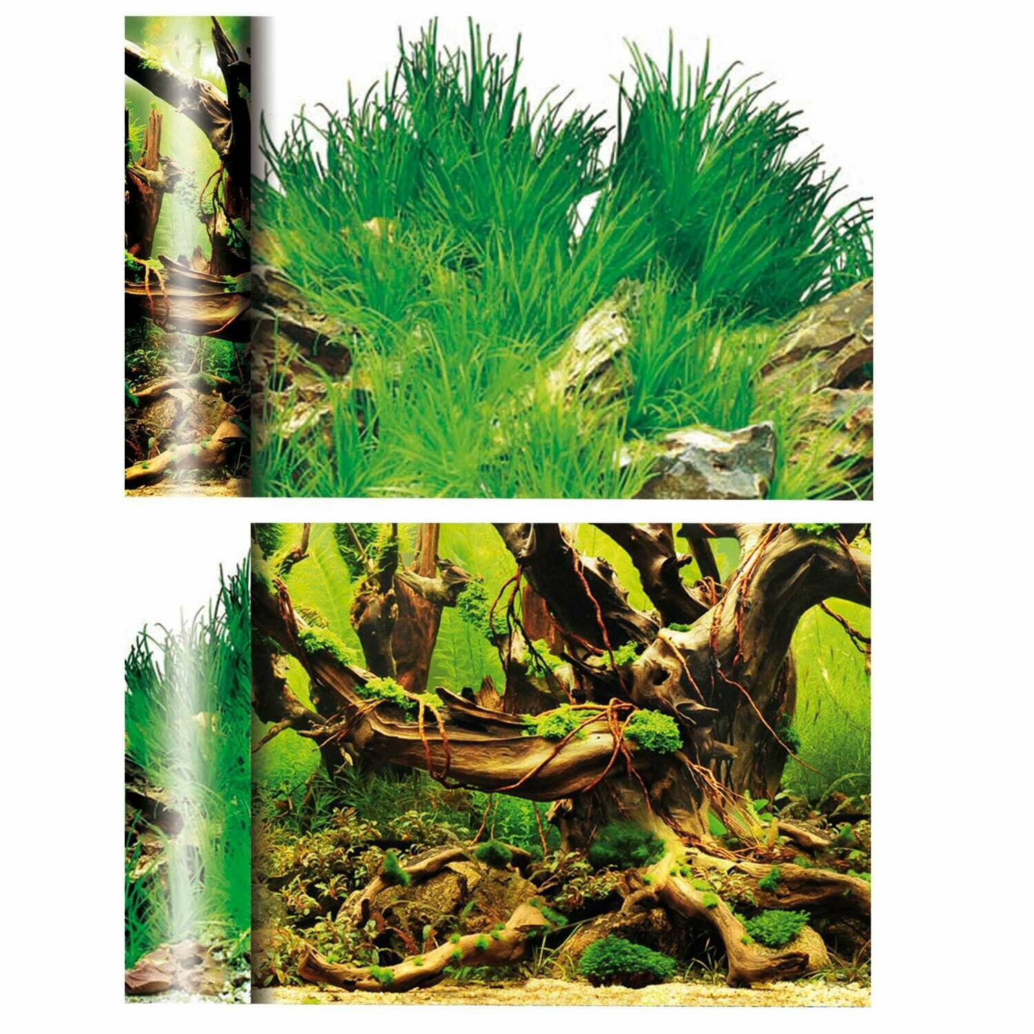 Fondo de doble cara (Manglar/ Laguna Blanca)