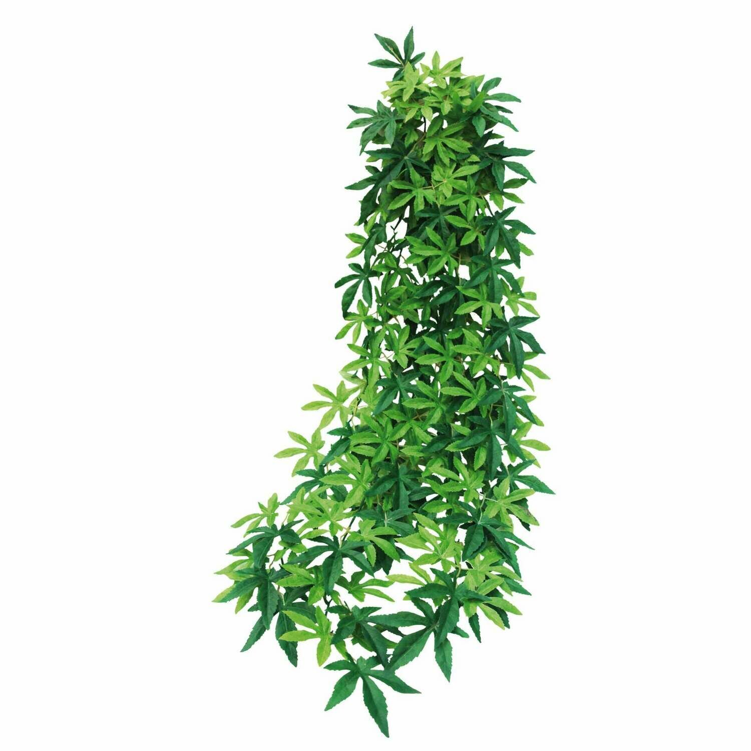 Abutilon verde de ICA