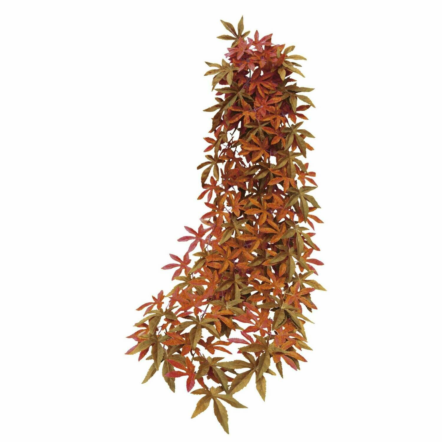 Abutilon roja de ICA