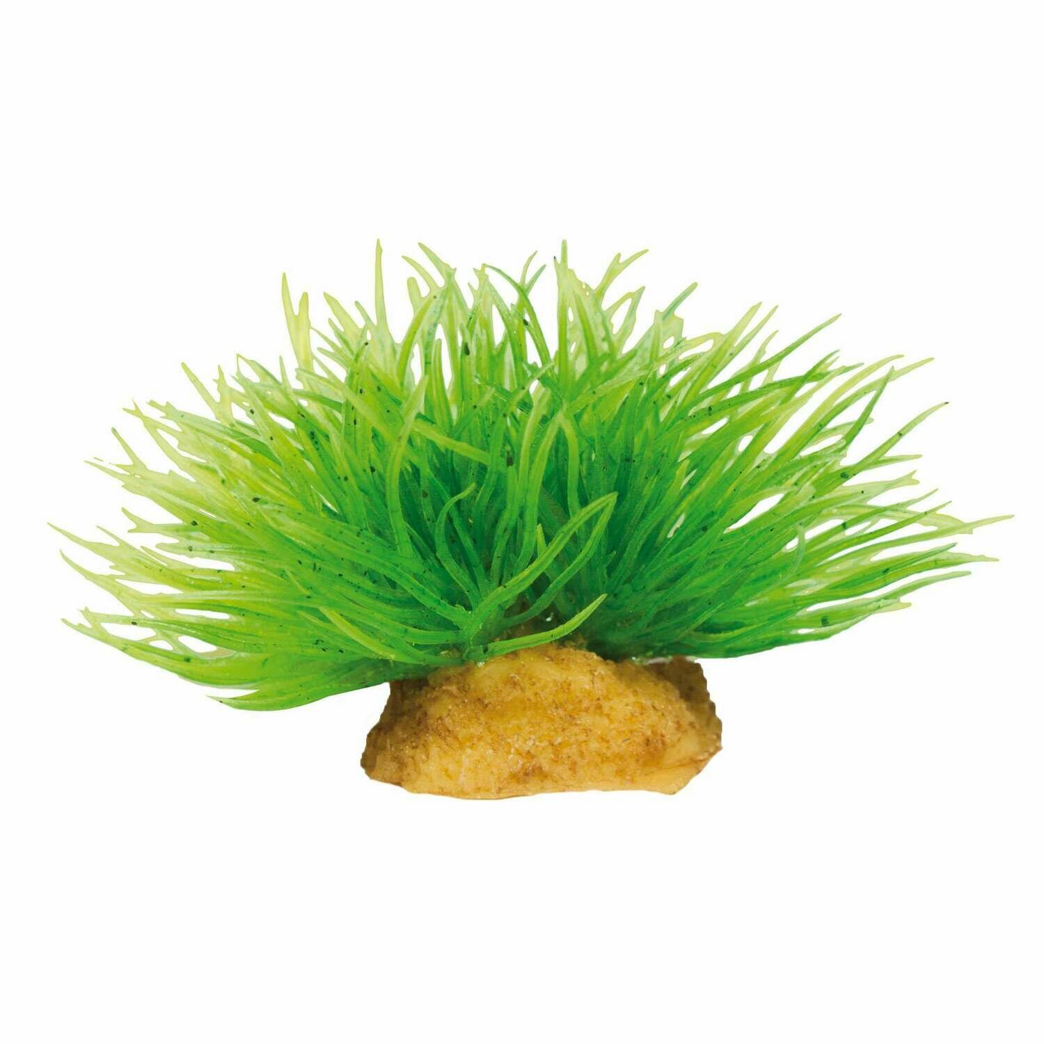 Planta 'MAGIC PLANTS'