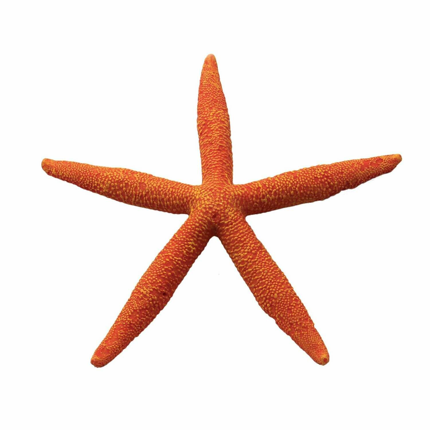Estrellas de mar de ICA