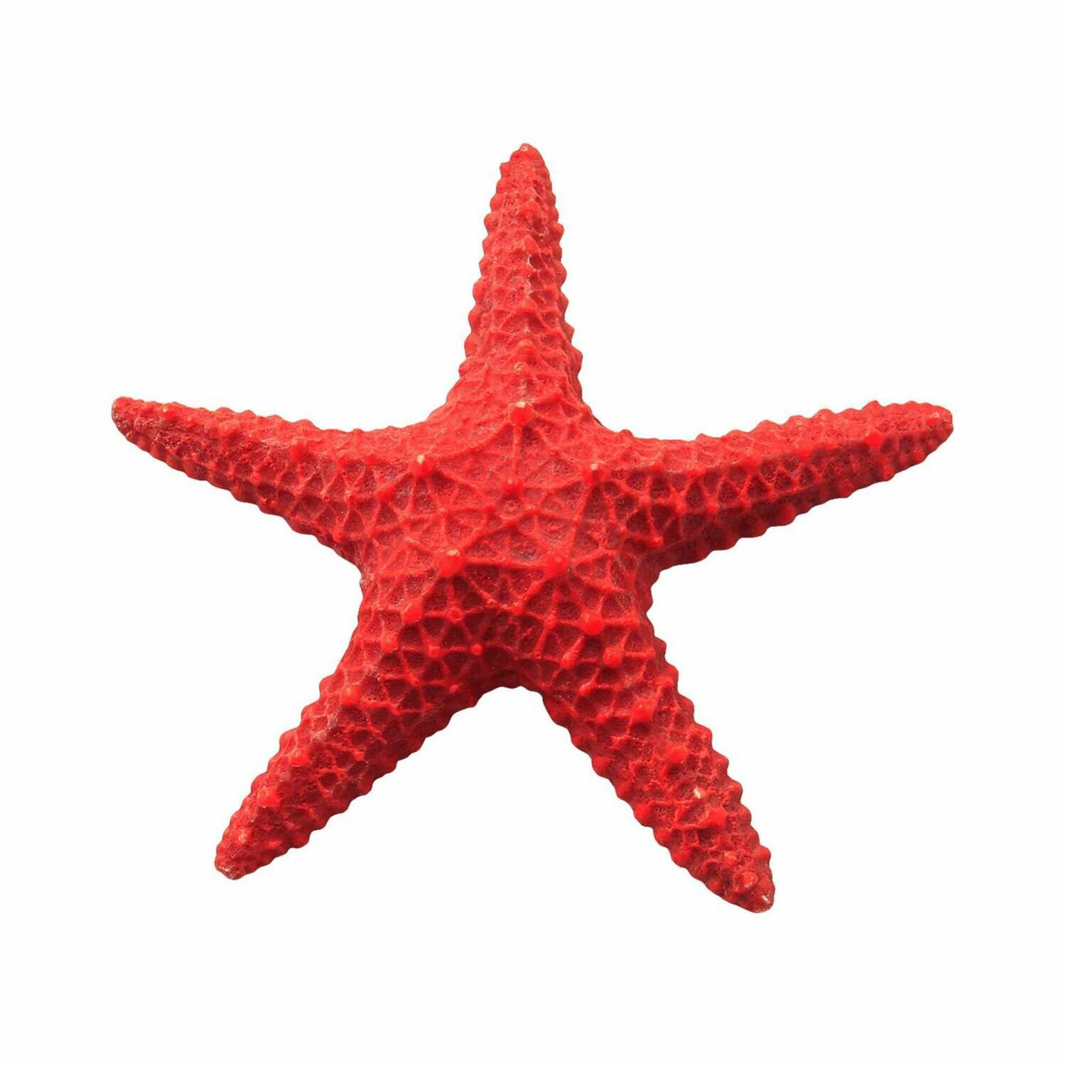 Estrellas de mar de ICA