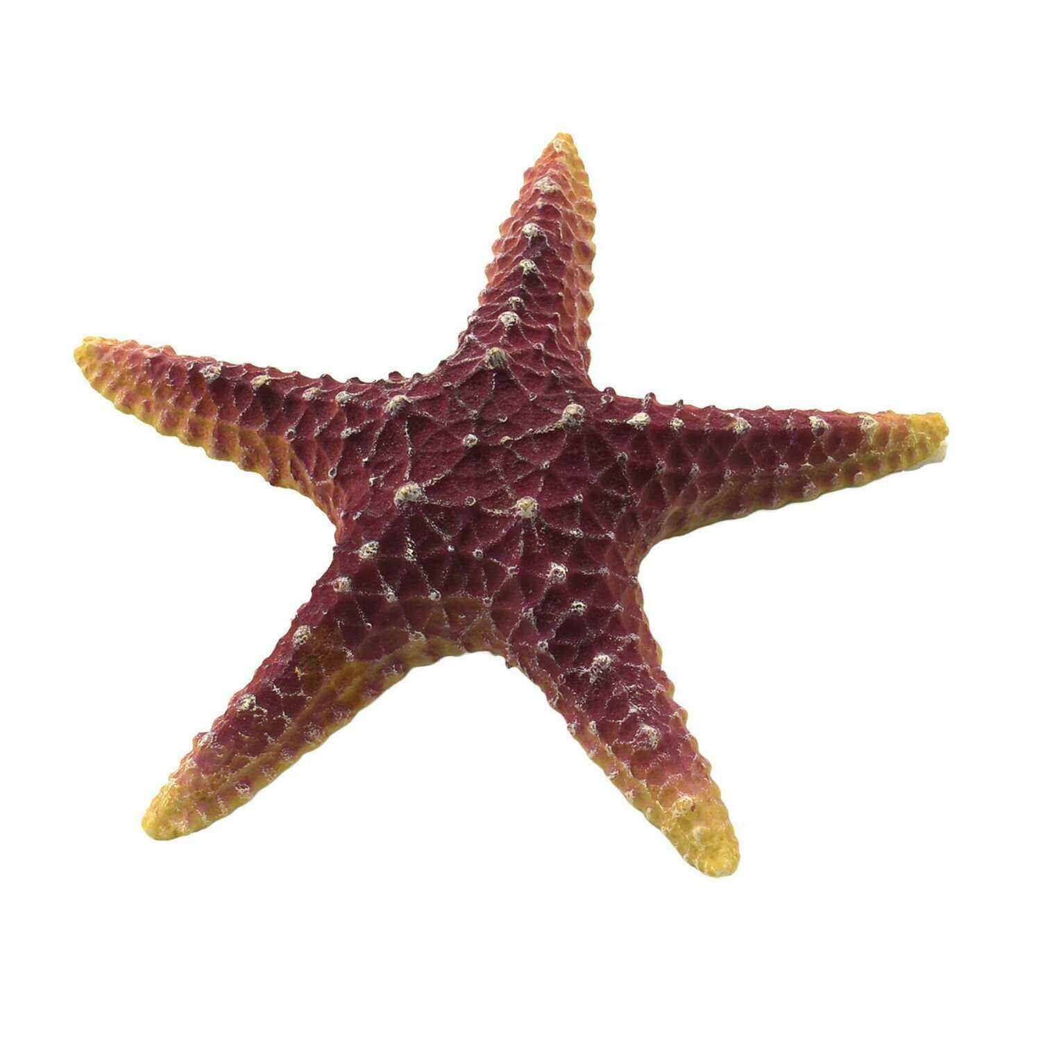 Estrellas de mar de ICA