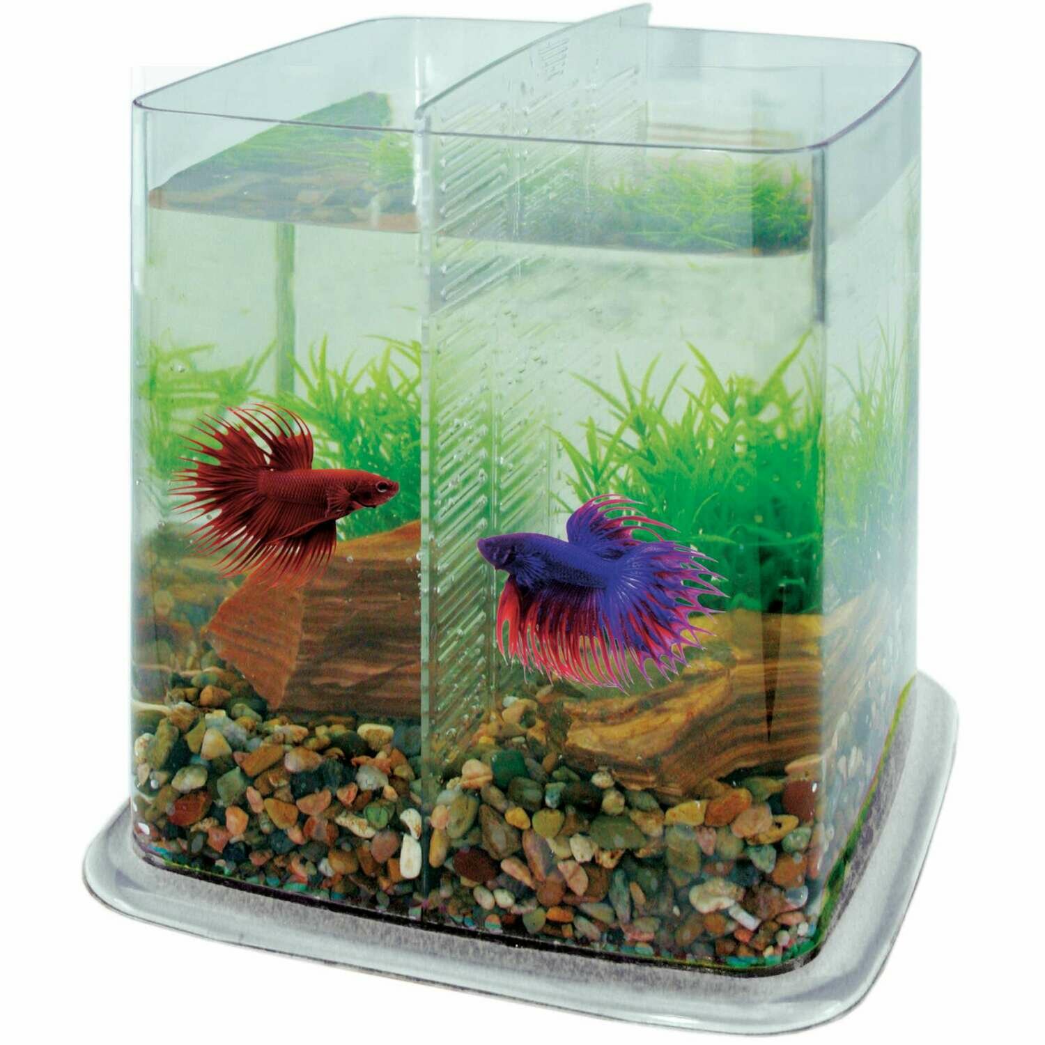 Bettera BETTA BATTLE PARADISE