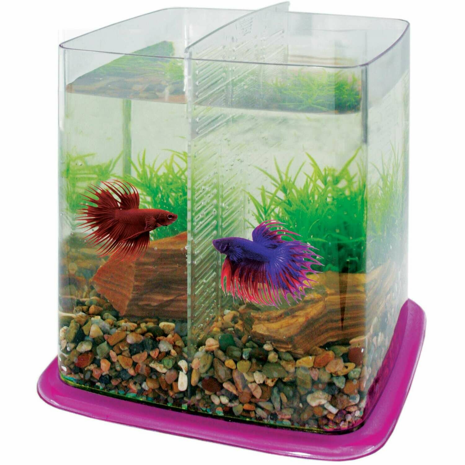Bettera BETTA BATTLE PARADISE