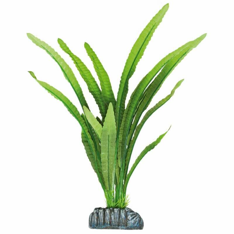 Echinodorus magdalenensis de AQUATIC PLANTS (SEDA)