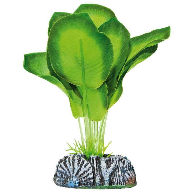 Aglaonema de AQUATIC PLANTS (SEDA)