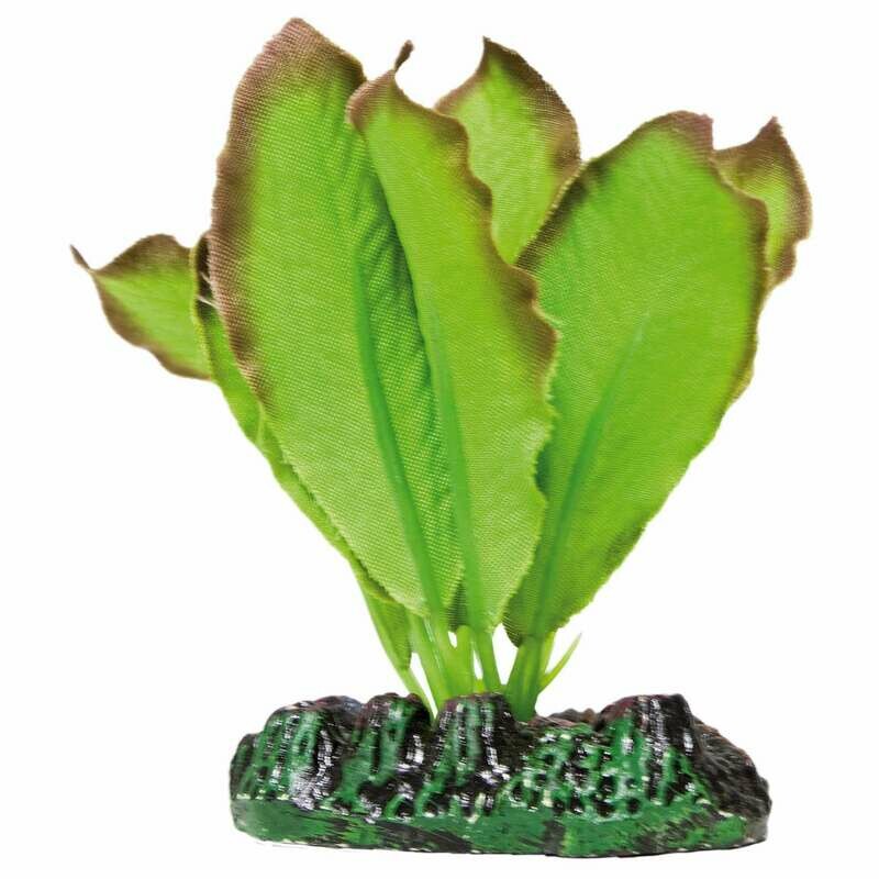 Anubias de AQUATIC PLANTS (SEDA)