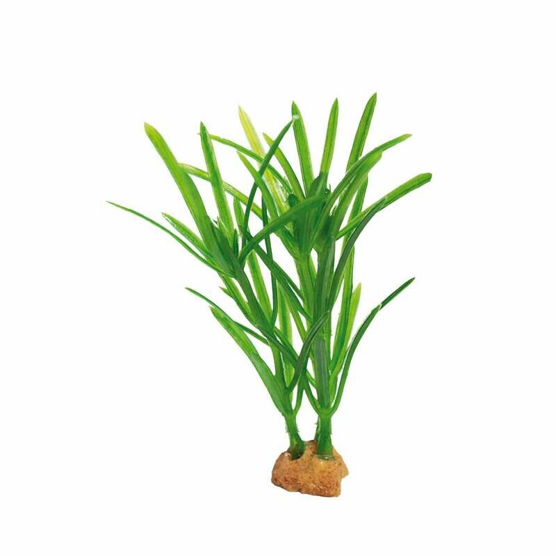Planta 'MAGIC PLANTS'