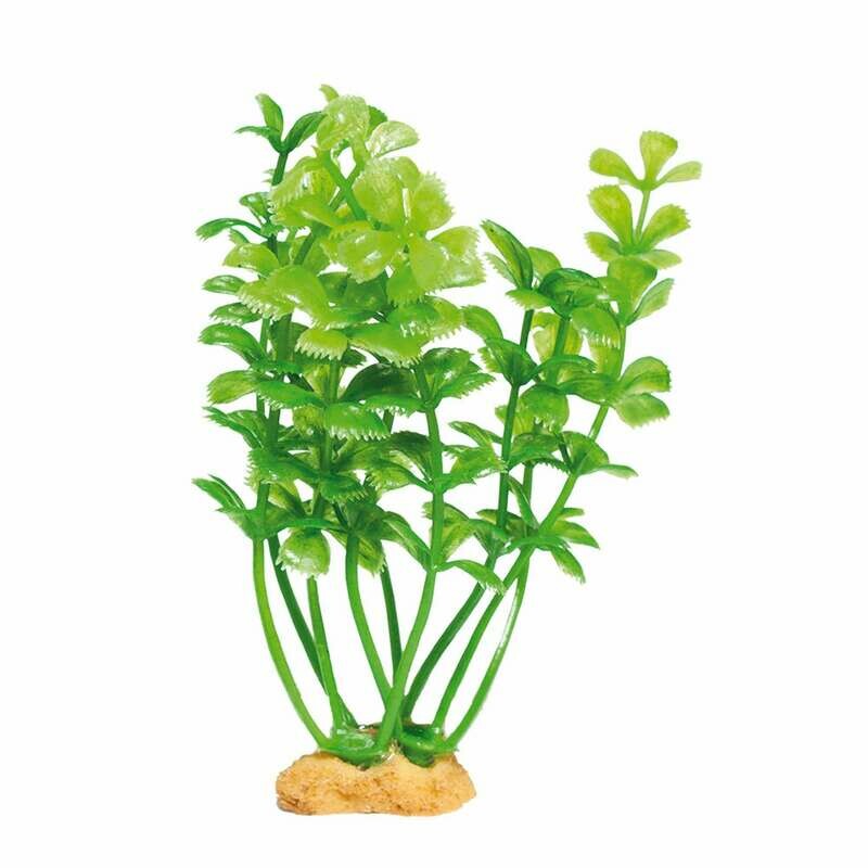 Planta 'MAGIC PLANTS'