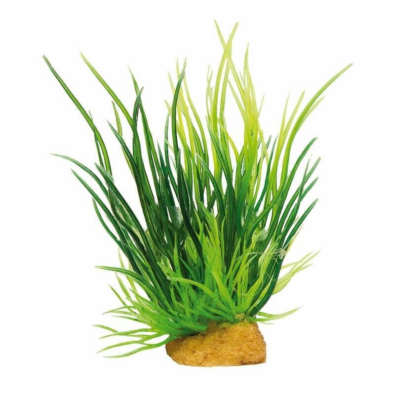 Planta 'MAGIC PLANTS'