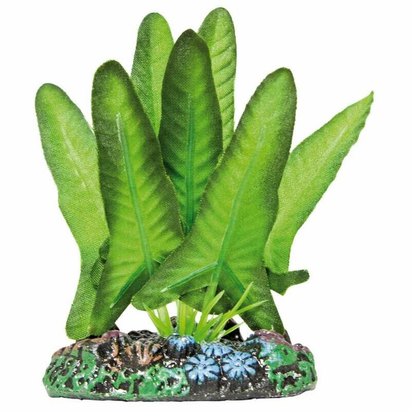 Syngonium de AQUATIC PLANTS (SEDA)