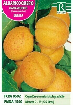 FRUTALES ALBARICOQUERO BULIDA -AMARILLO ROJIZO-