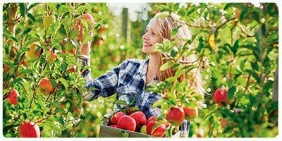 FRUTALES