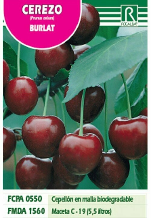 FRUTALES CEREZO BURLAT -rojo purpura-