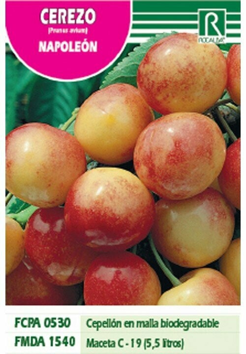 FRUTALES CEREZO NAPOLEON -blanco rosado-