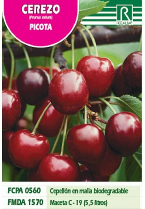FRUTALES CEREZO PICOTA -rojo violaceo-