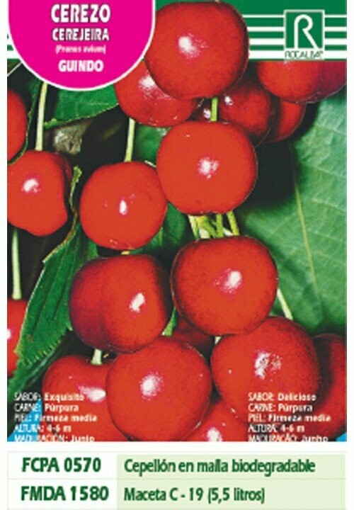 FRUTALES CEREZO GUINDO
