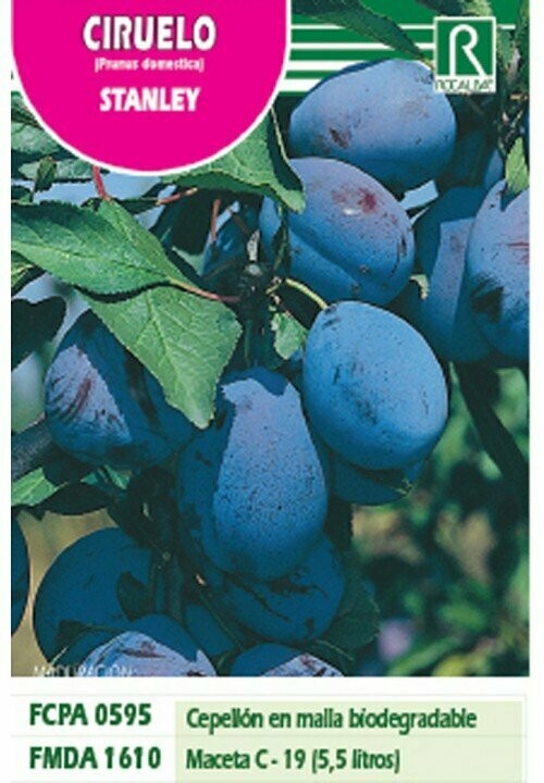 FRUTALES CIRUELO STANLEY -Azul intenso-