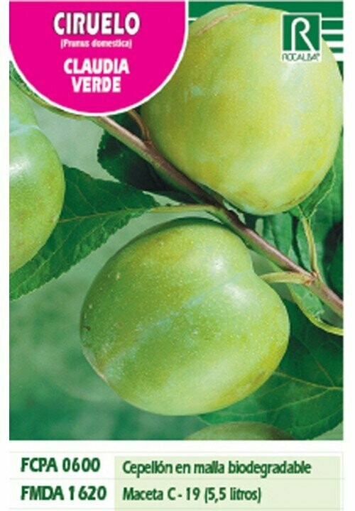 FRUTALES CIRUELO CLAUDIA VERDE -verde-