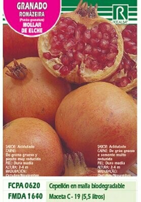 FRUTALES GRANADO MOLLAR DE ELCHE -rojo sobre amariLLO-
