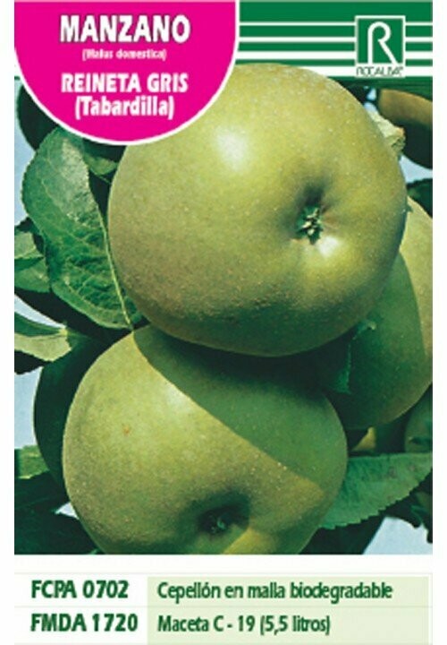 FRUTALES MANZANO REINETA GRIS (Tabardilla)