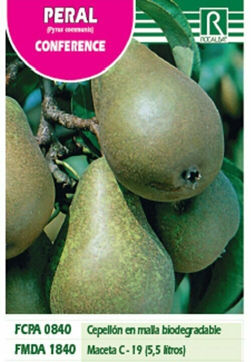 FRUTALES PERAL CONFERENCE -verde amarillo bronceaDO