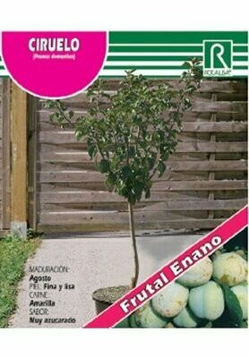 FRUTALES CIRUELO ENANO
