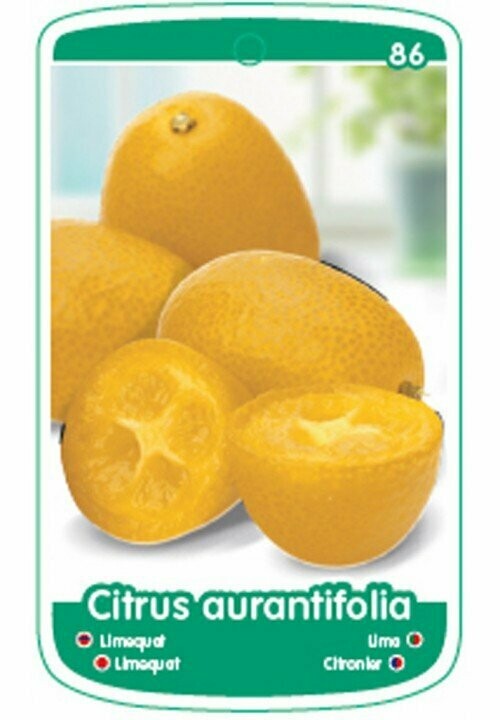 FRUTALES LIMEQUAT