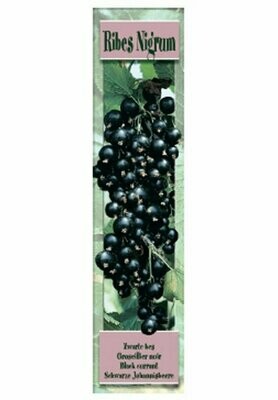 FRUTALES  RIBES NIGRUM -Grosellero Negro