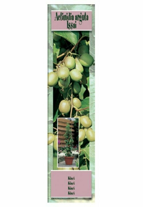 FRUTALES  ACTINIDIA ARGUTA ASSAI -KIWI