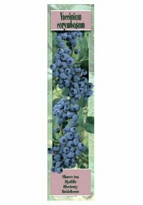 FRUTALES  BLUEBERRY -Arandano americano