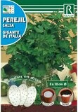 HORTALIZAS 
PEREJIL(Petroselinum crispum)
GIGANTE DE ITALIA